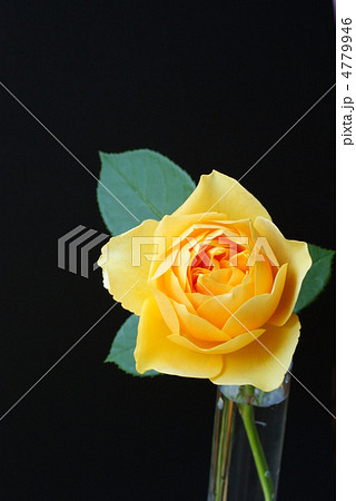 黄色いバラ 黒背景 黄色いバラ 黒背景 4779946