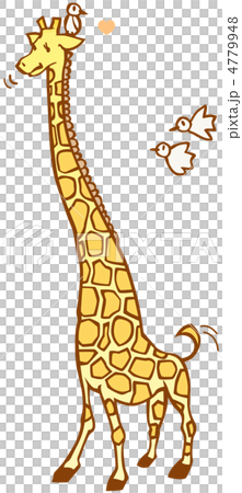Giraffe Giraffe 4779948