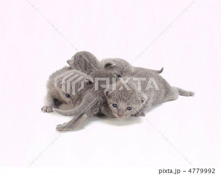 ４匹の子猫 4779992