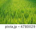 稲穂と露 4780029