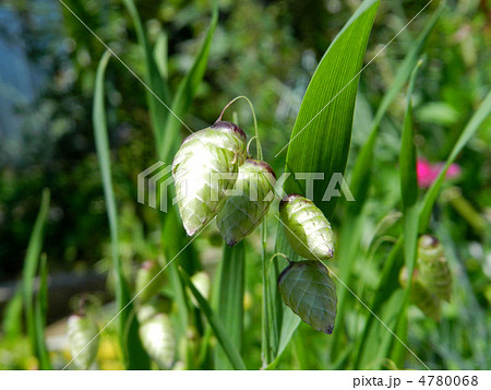 コバンソウの小穂 4780068