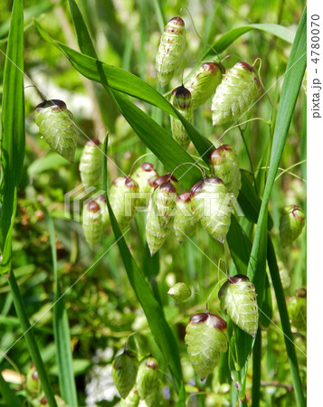 コバンソウの小穂 コバンソウの小穂 4780070