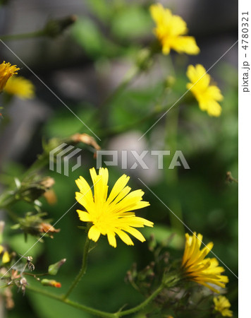 コウゾリナ コウゾリナ 4780321