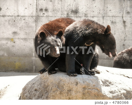 ニホンツキノワグマ 4780366