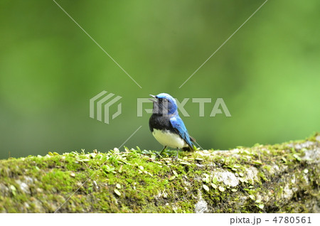 オオルリのさえずり 4780561