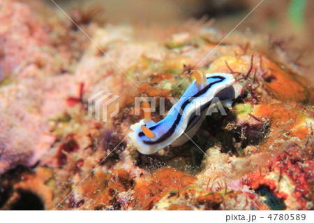 アンナウミウシ アンナウミウシ 4780589