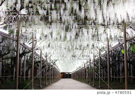 白藤のトンネル 白藤のトンネル 4780591