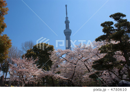 隅田公園から桜と一緒に 4780610