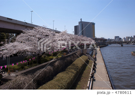 隅田公園川沿いの桜 4780611