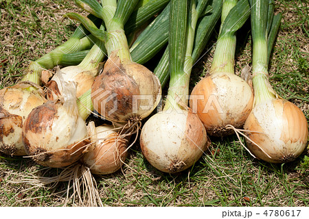 新玉葱 新玉葱 4780617