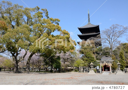 東寺、大木と五重塔 4780727