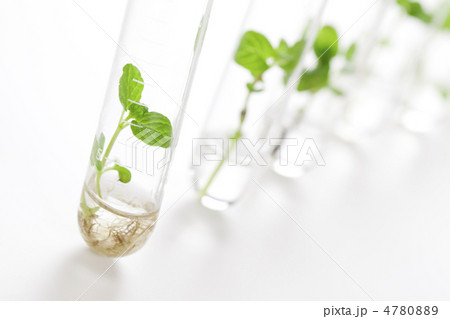 試験管で育つ植物の写真素材