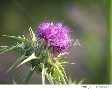 朝鮮アザミ 4780997