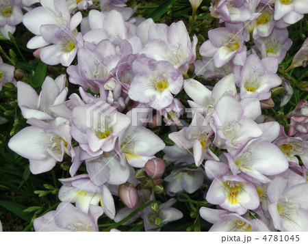 フリージア 4781045