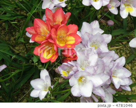 フリージア 4781046