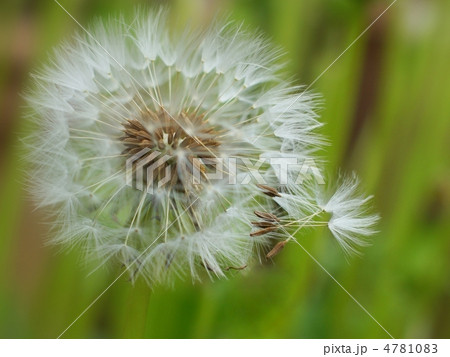 タンポポの綿毛 4781083