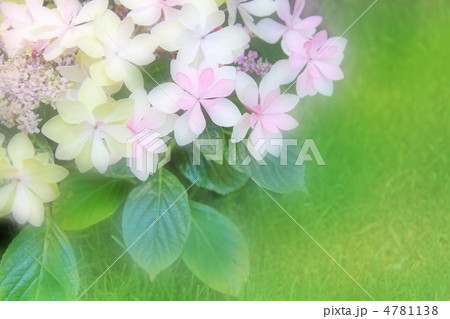 紫陽花 紫陽花 4781138