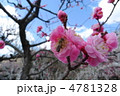 梅とミツバチ 4781328