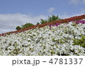 つつじ 4781337