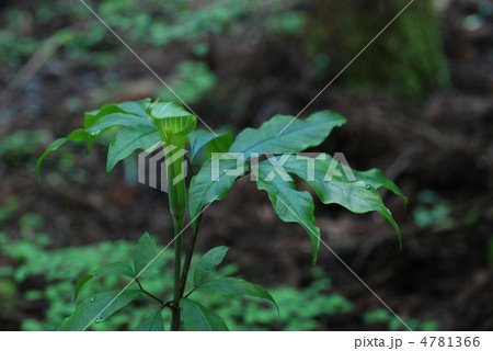 マムシグサ 4781366