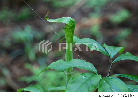 マムシグサ 4781367