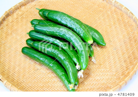 採りたて新鮮花つきキュウリ 採りたて新鮮花つきキュウリ 4781409