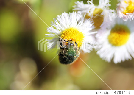 コアオハナムグリ コアオハナムグリ 4781417