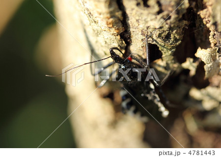 ヨコヅナサシガメ 4781443