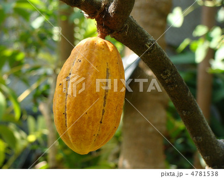 カカオの実 4781538