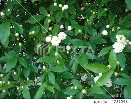 モッコウバラ 4781548