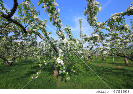 りんごの花　樹木 4781603