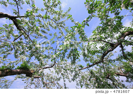 りんごの花　枝ぶり 4781607
