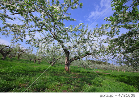 りんご畑 4781609