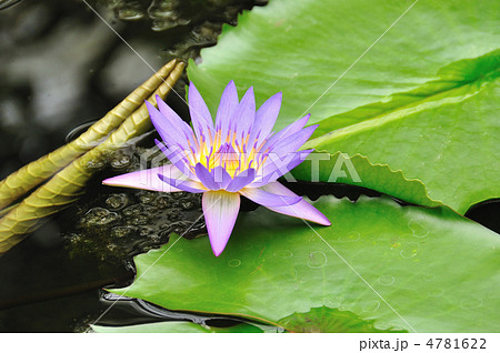 スイレン 4781622