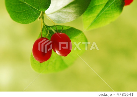 ウグイスカグラの実 4781641