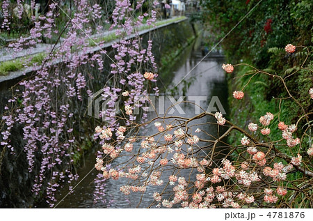 哲学の道、ミツマタとシダレザクラ 哲学の道、ミツマタとシダレザクラ 4781876