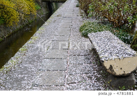 哲学の道、ベンチと花びら 4781881