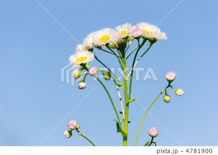 ヒメジョオン ヒメジョオン 4781900