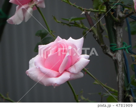 バラの花 4781909