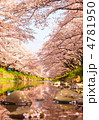 五条川の桜 4781950