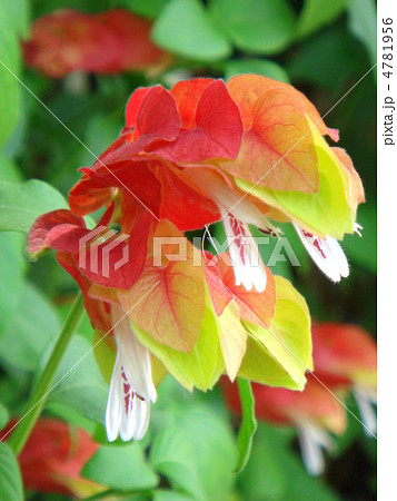 コエビソウ（小海老草）：ベロペロネ 4781956