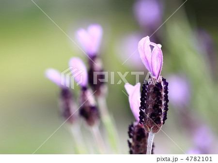パープルのフレンチラベンダー 4782101