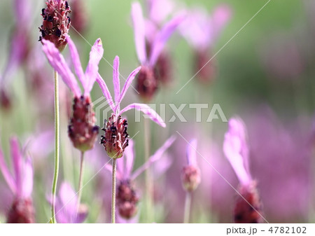 パープルのフレンチラベンダー パープルのフレンチラベンダー 4782102