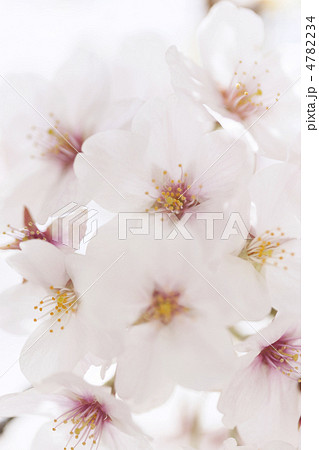 ソメイヨシノの花 4782234