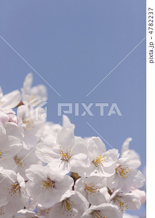 ソメイヨシノの花 4782237