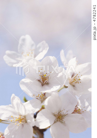 ソメイヨシノの花 4782241