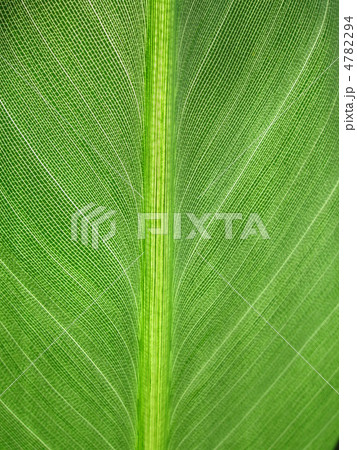 ゴクラクチョウカの葉アップ２　タテ 4782294