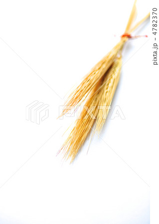 黄金色の麦の穂 黄金色の麦の穂 4782370