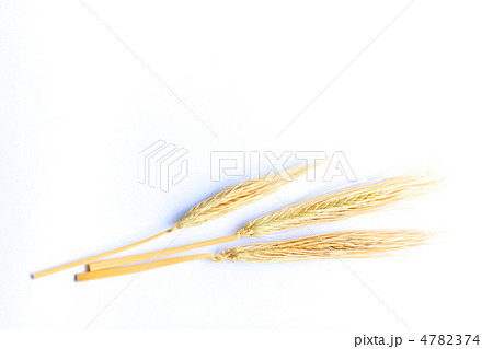 黄金色の麦の穂 4782374