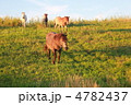 うま 4782437